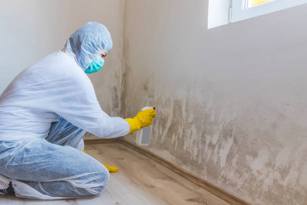 Licensed Black Mold Removal service in Gaithersburg, MD - WQB Mold Removal