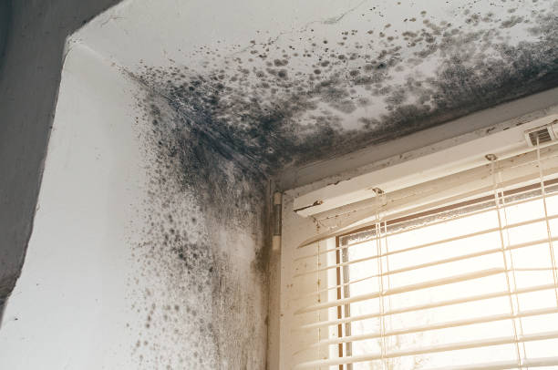Affordable Black Mold Removal solutions in Gaithersburg, MD